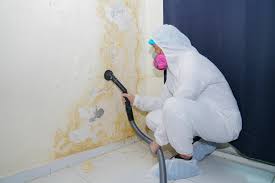 Best Attic Mold Removal  in Stepney, CT